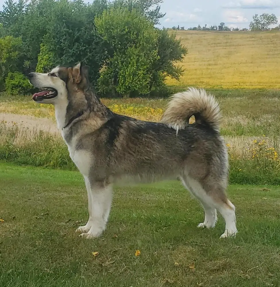 ArctiCircle's Absolute Power