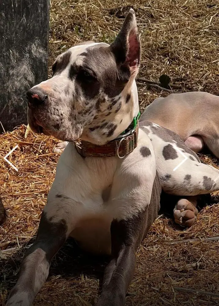 Mallard Lakes Smoke Show Of Country Danes