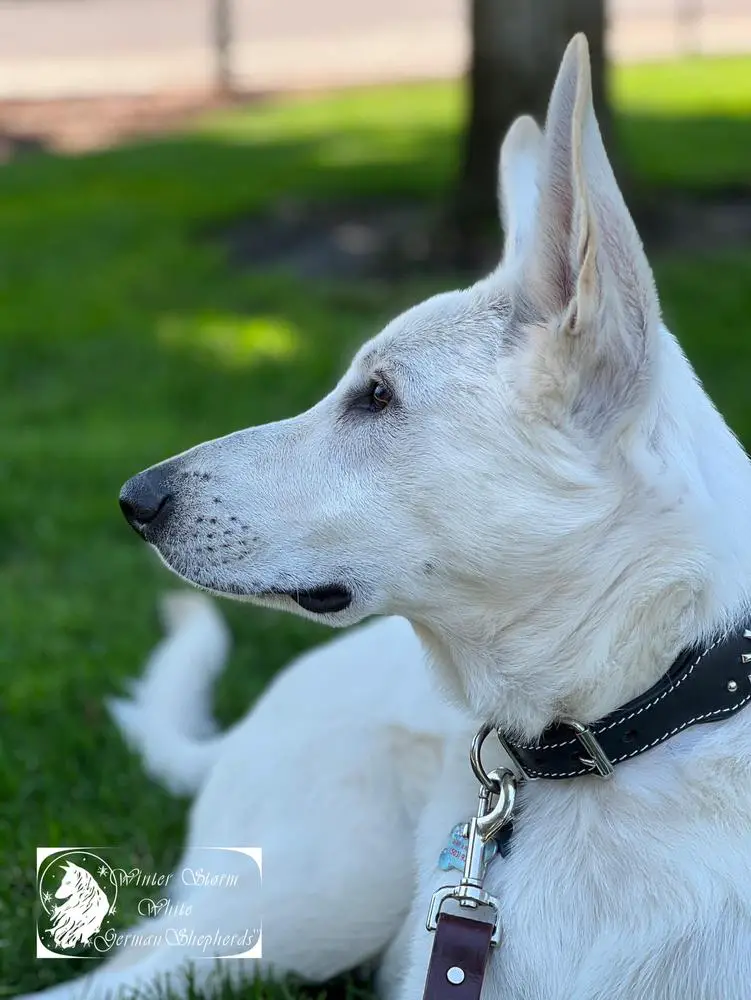 Bahr-S Super Frozen Ice