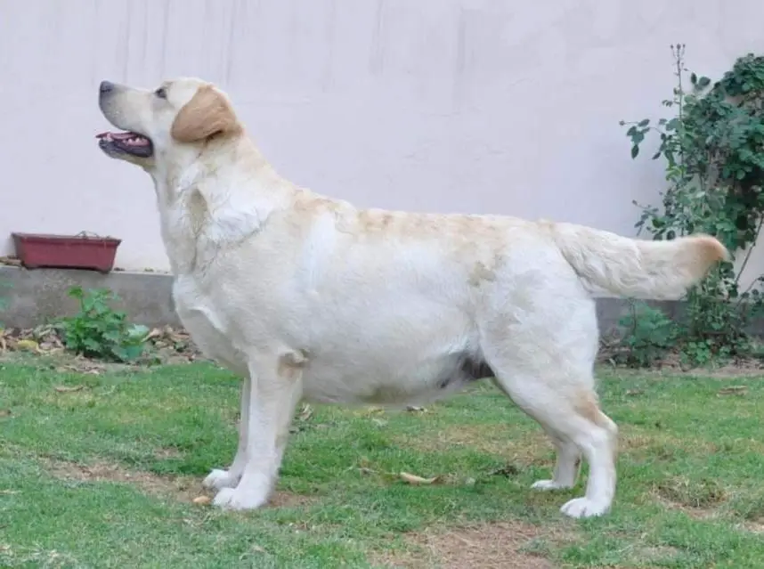 Chinar's rustic beau