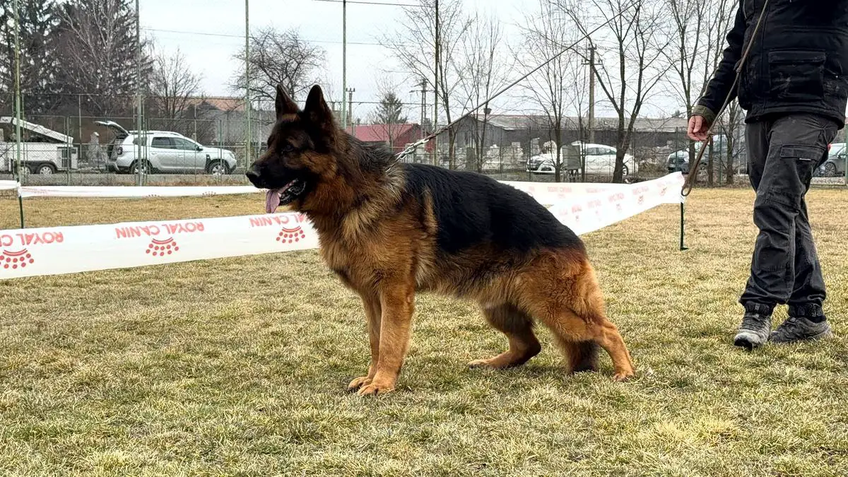 PAKO vom ZEDTLITZER DREIECK