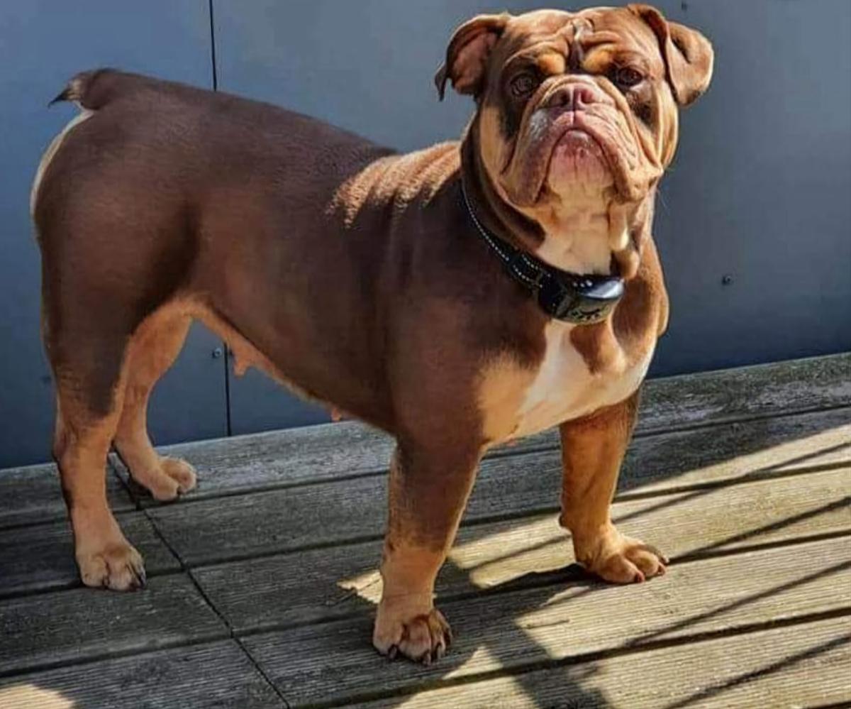 Mother of Dragon Bulldogs Storm @ Guardians