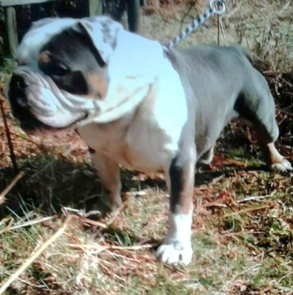 Reservoirs Bulldogs Rockafella Teddy
