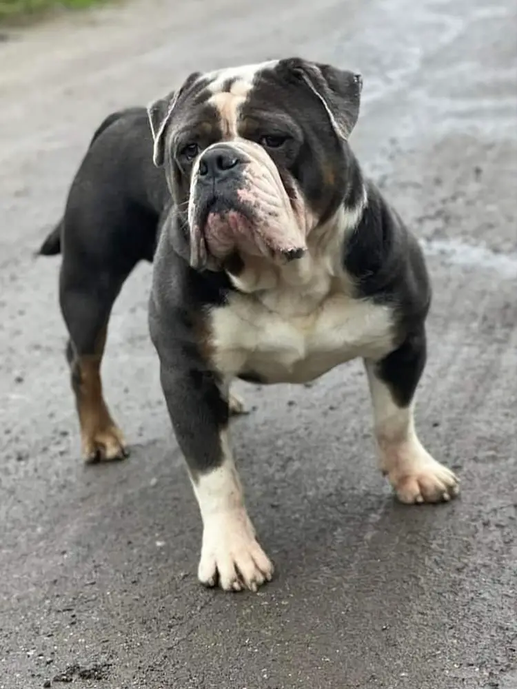 Salford Bullzz Caesar