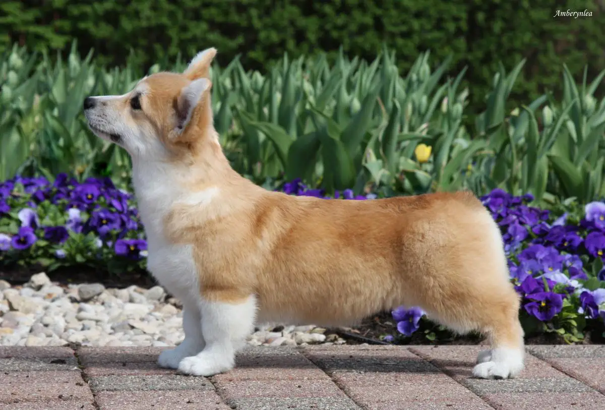 Amberynlea Velvet Delight (nbt)