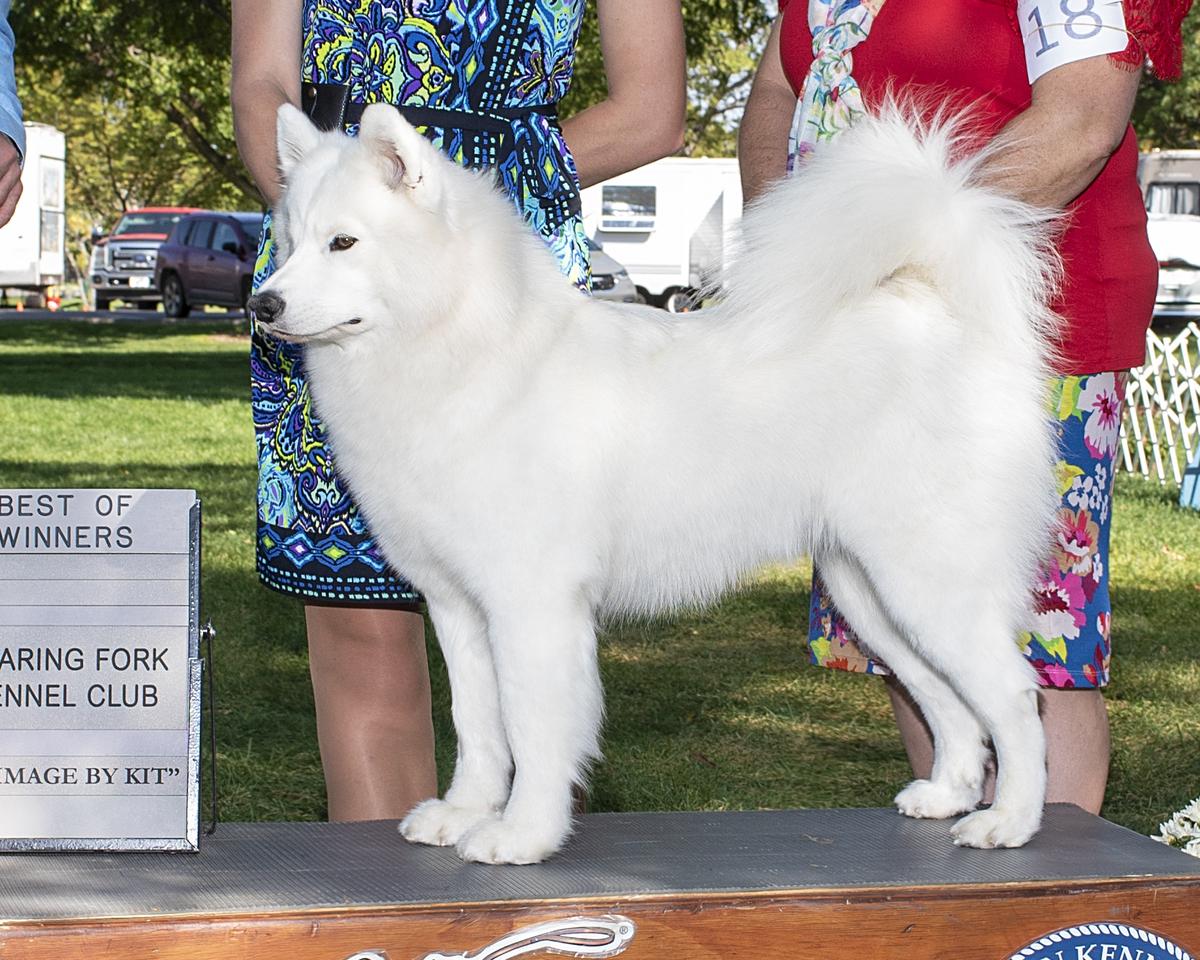 Niwot N 5M Talking Back In Your Native Tongue