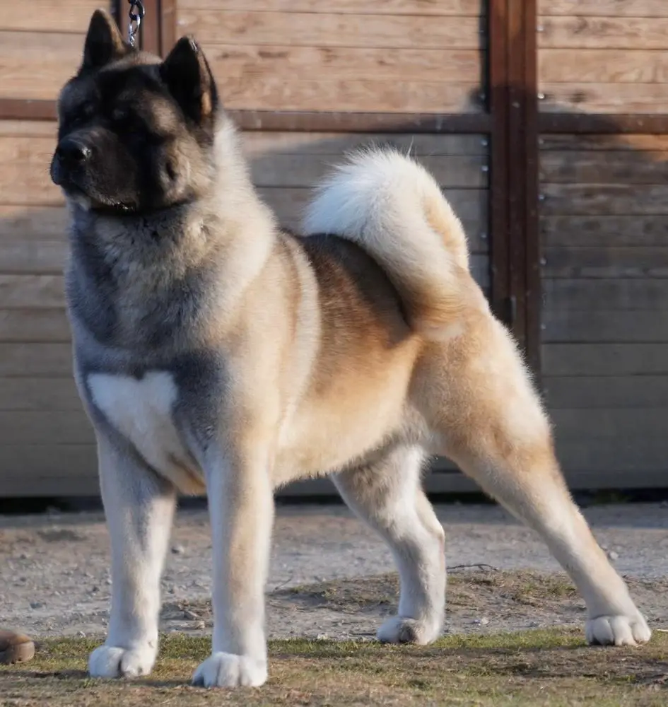 Saga Hector (Sandoval)