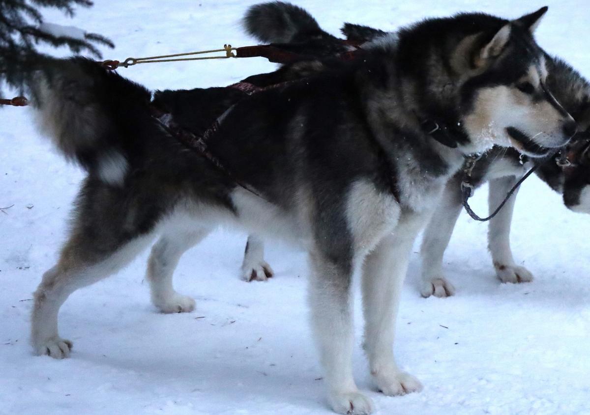 Nordiclight's Iroquois