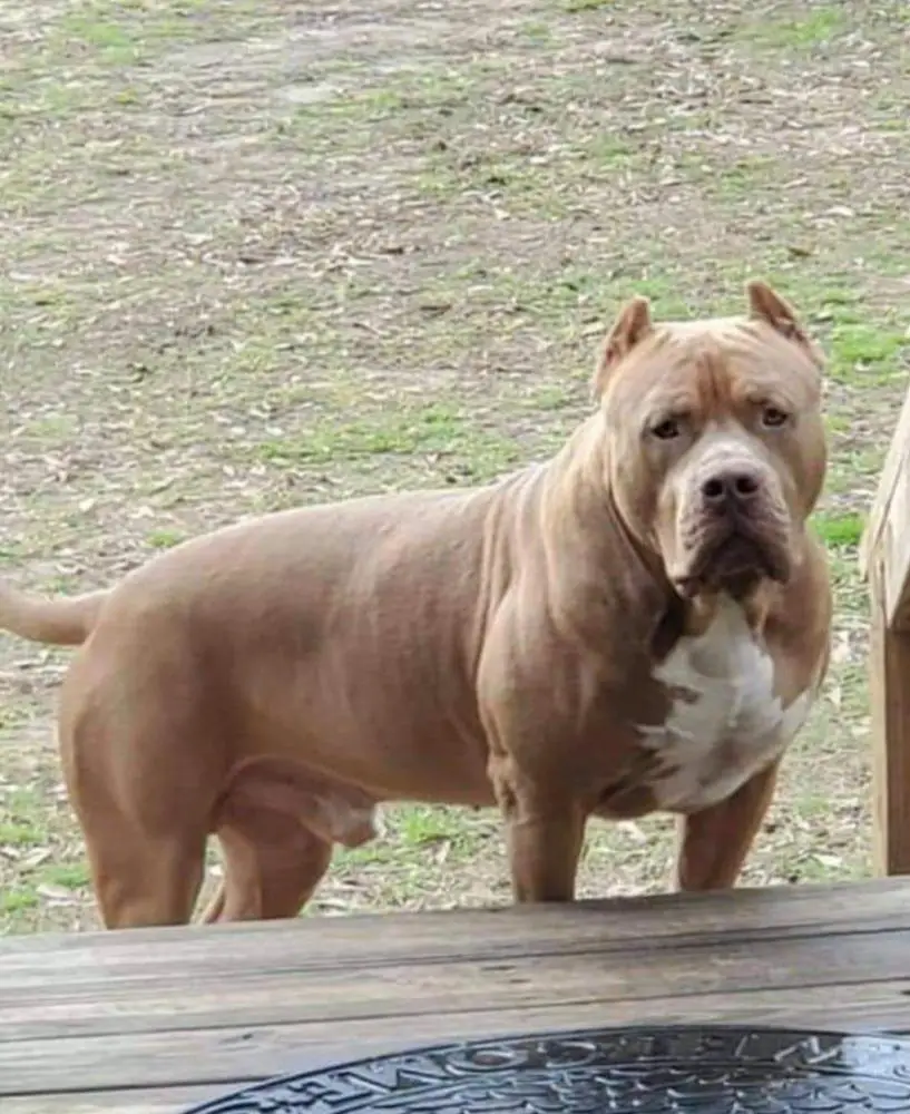 4k BULLIES KING THOR JORDAN