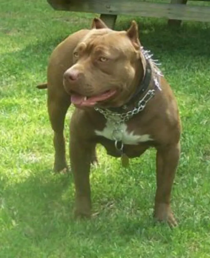 ATL’S BROWN SUGA