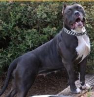 RCP Black Dahlia of MVP Bullies