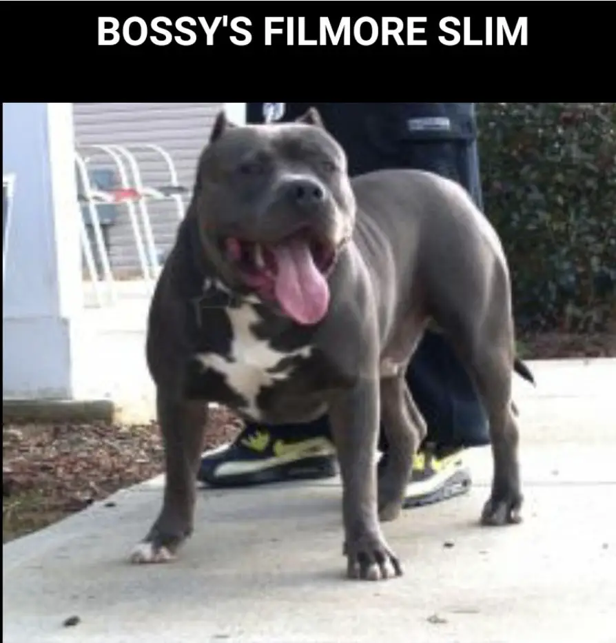BOSSY'S FILMORE SLIM