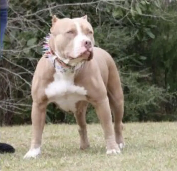 NRK/HBK’S CALI GIRL MANMADE KENNELS