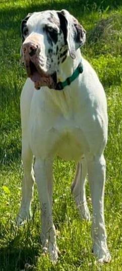 City Slicker Danes Anja Of TAGD