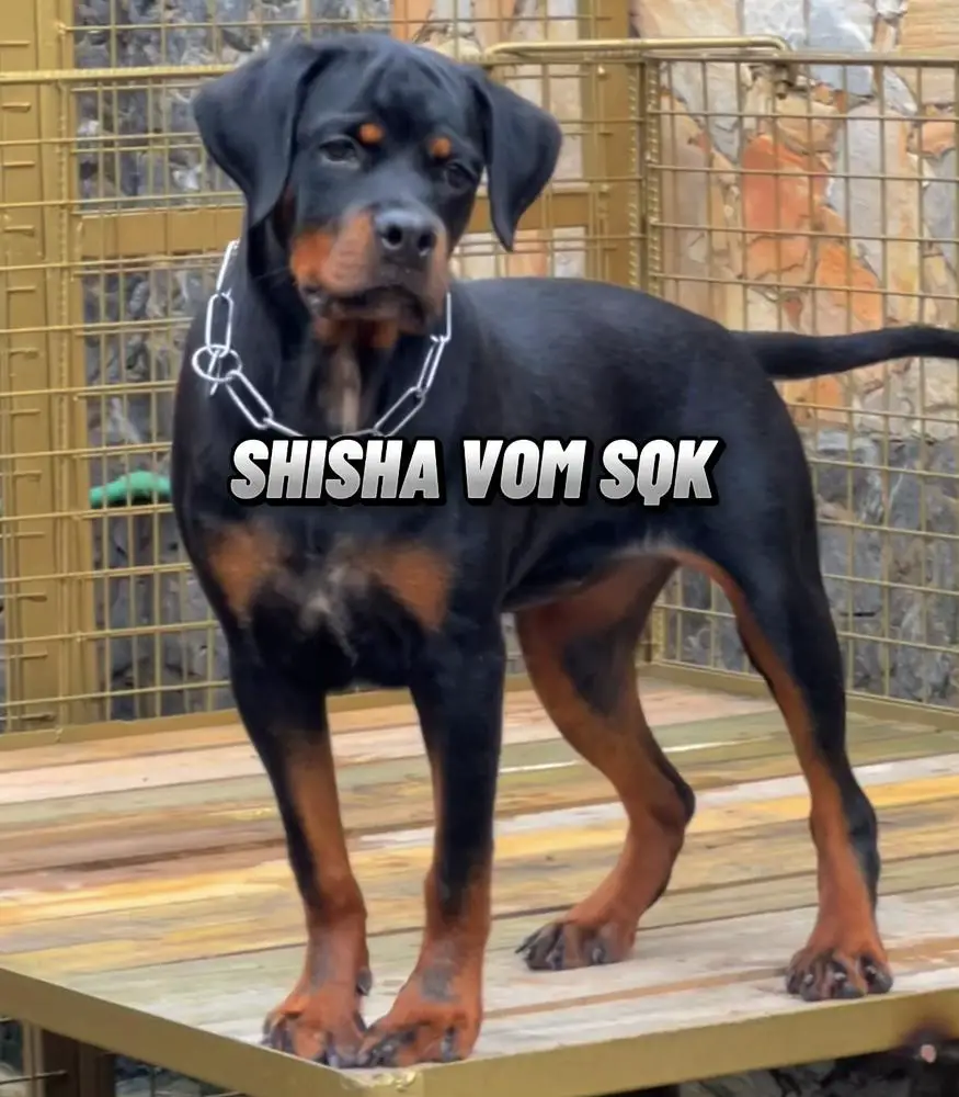 SHISHA VOM SQK