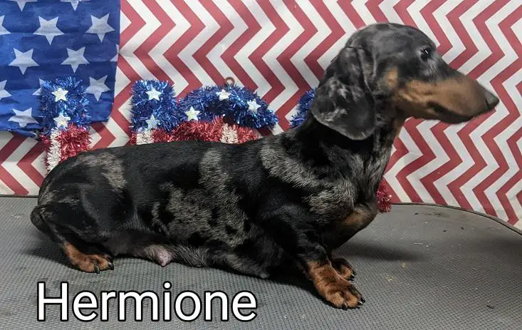 HR Percys Hermione MS