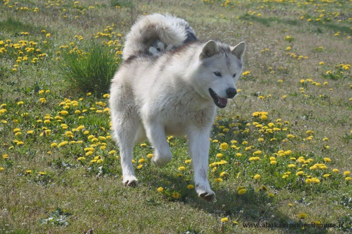 ALASKAN ROCK CREW DRAGON
