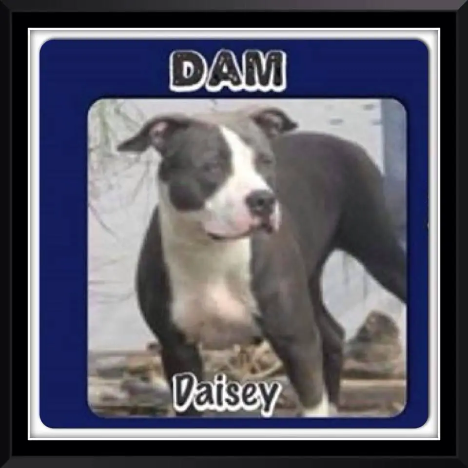 Castanon’s Daisey Mae duck