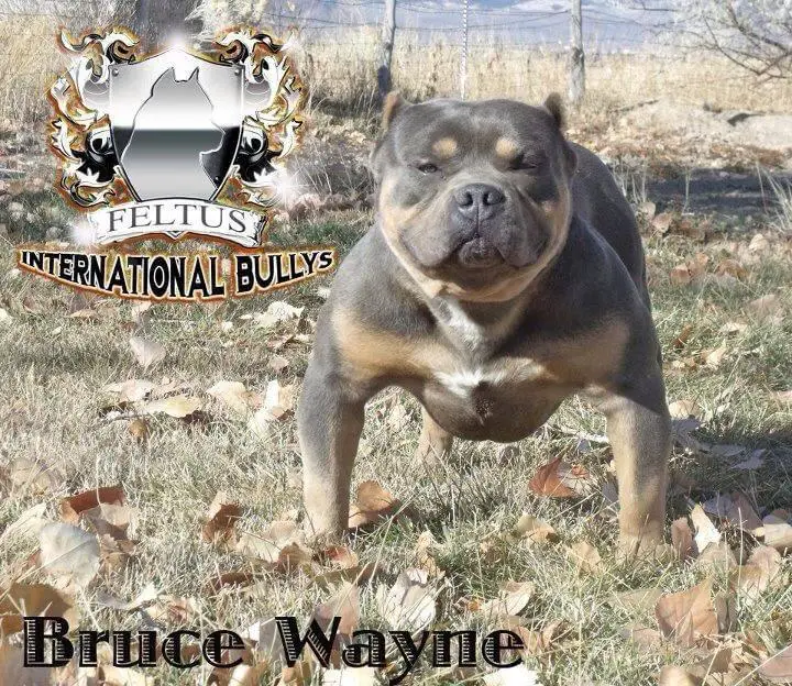 Feltus Bruce Wayne