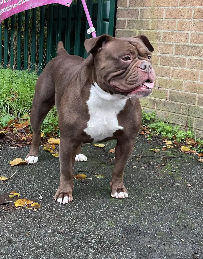 BULLZBEYOND LUNA