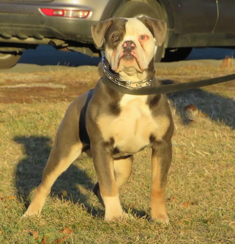 Nuyorican Bulldogges Khan