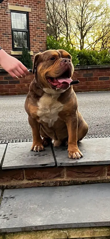 Bankz Bullyz Caesar
