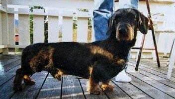 Wenja's Igor