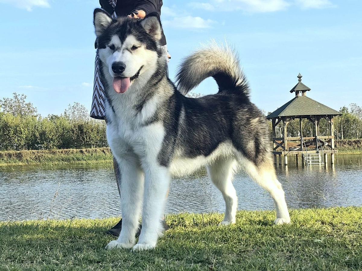 Estrella De Corazon Bellissima Cane