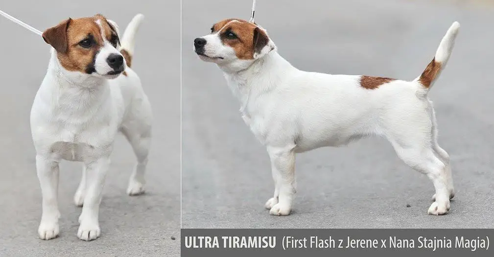 Ultra Tiramisu