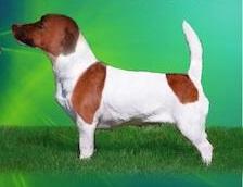 Great Success Maska-Hunter