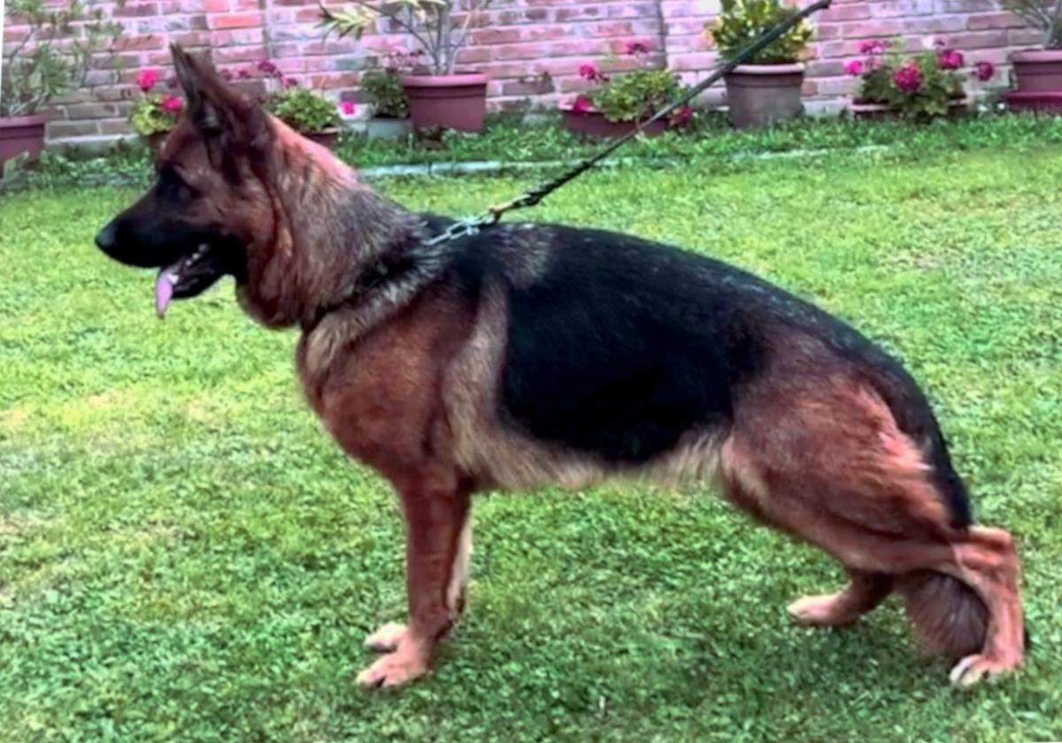 DANICA vom NORDTEICH