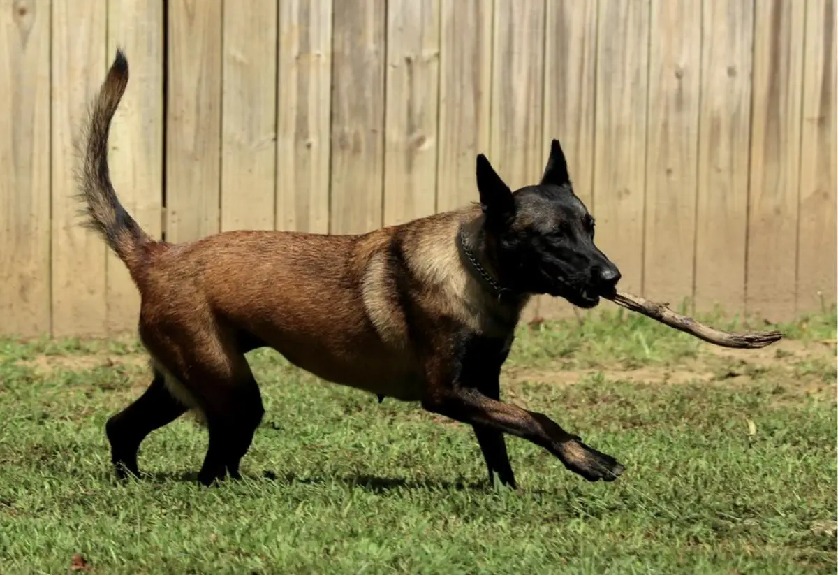 Kukay’s Juno Chien Policier
