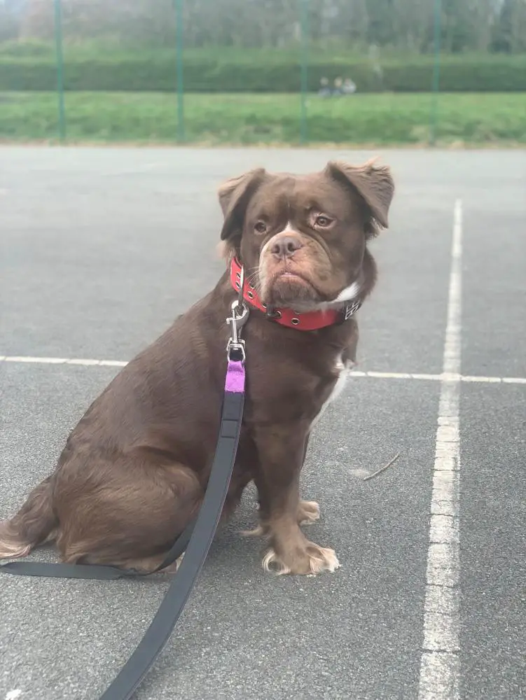 BULLZBEYOND COCO