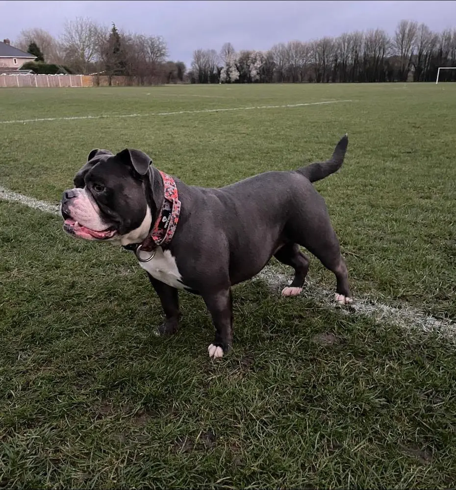 BULLZBEYOND NELLIE