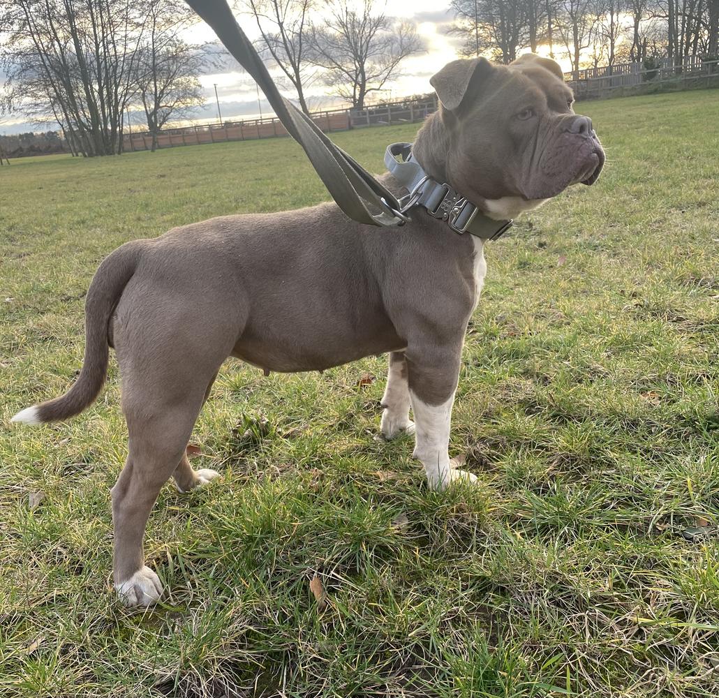 BULLZBEYOND LEXI