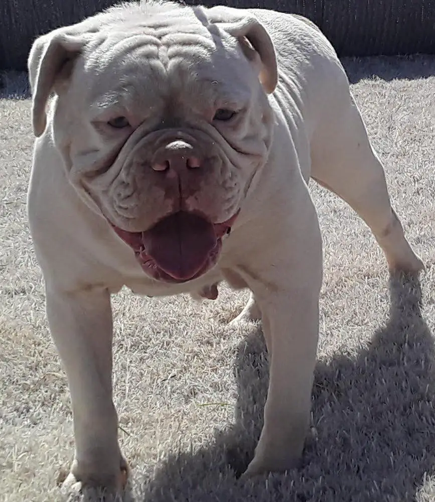 Englewood's Lola of Territory