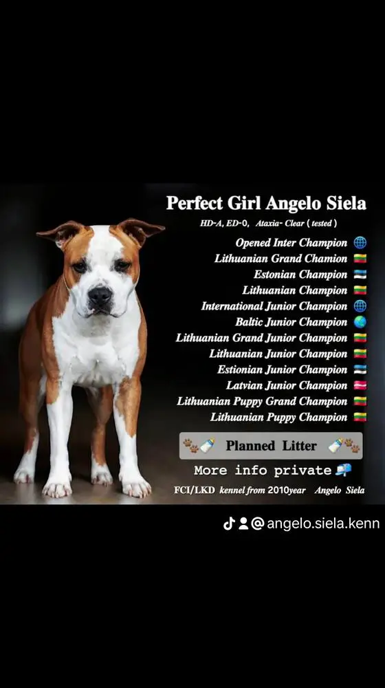 Perfect Girl Angelo Siela