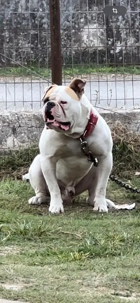 Cerberus Bulls Denis