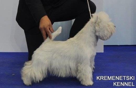 KREMENETSKI ALCORCON CARPETANO