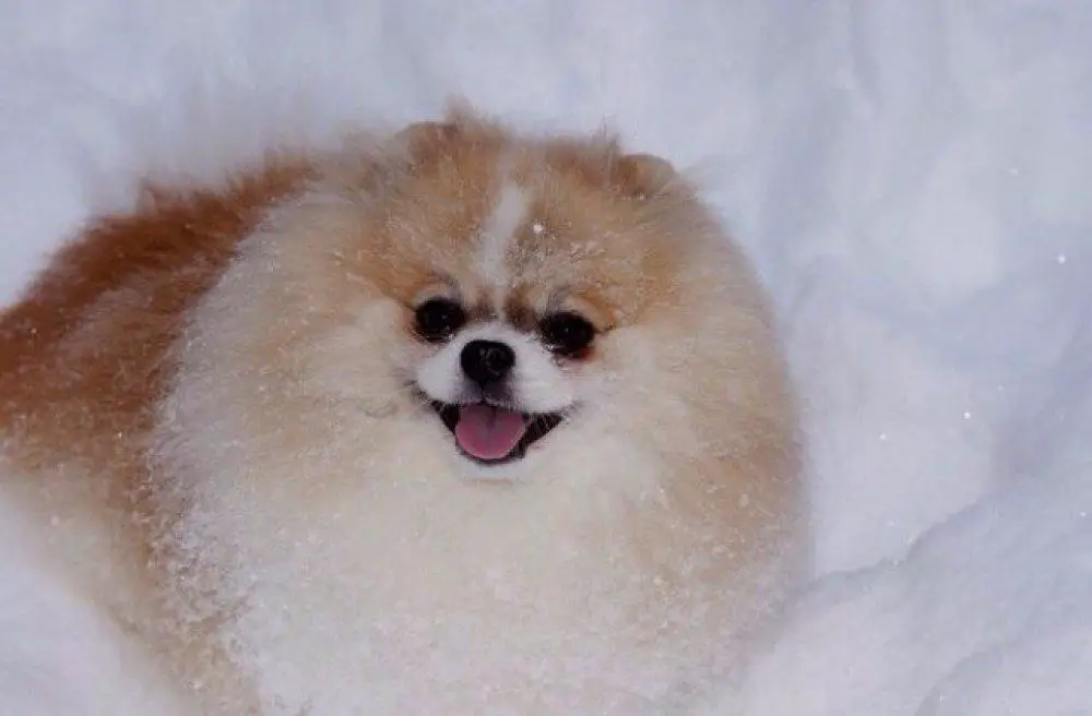 Sunny Pom Romance