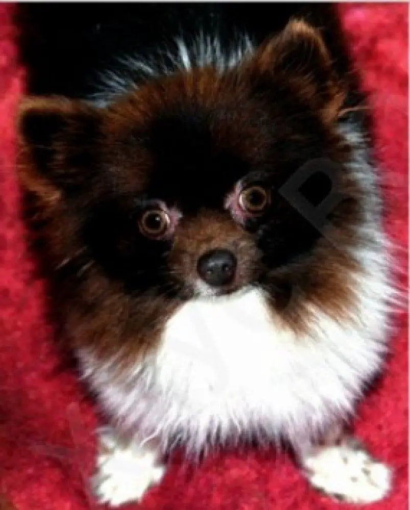 Santina Little Paws Rosie