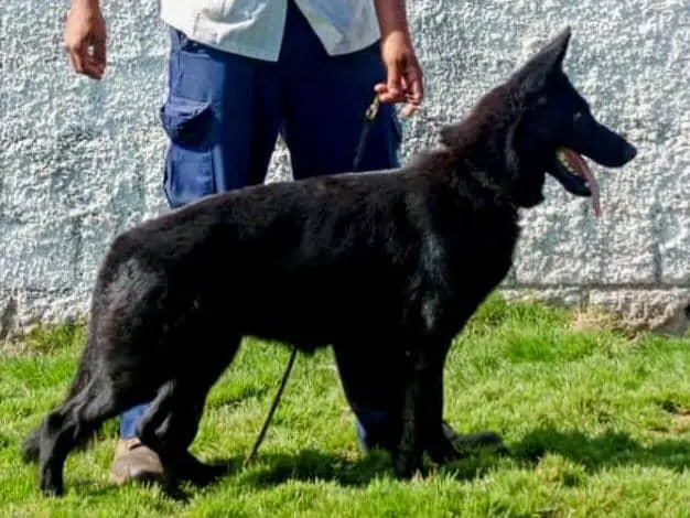 Greta  de Bol Rhalf