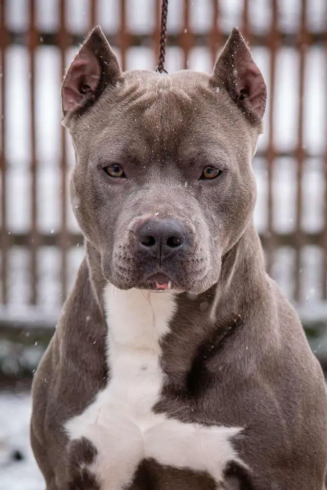 Storm Beauty Dragokan Apolon The Beautiful