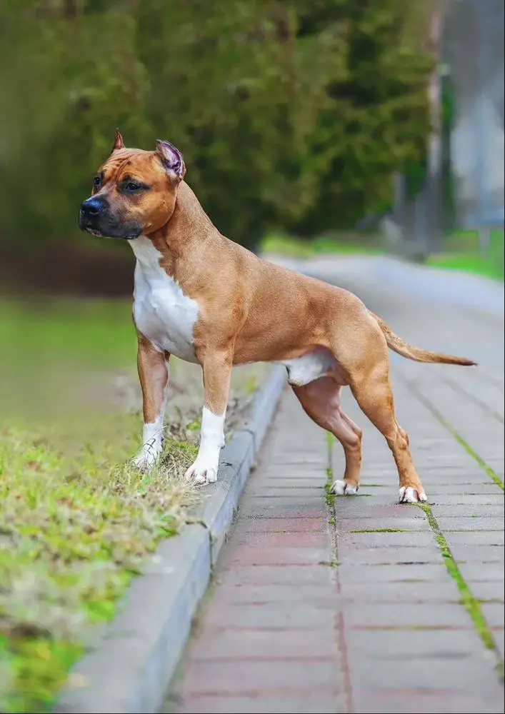 Yego Velichestvo Bartolom'yu