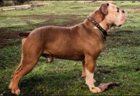 Blackline's Duke the Dream