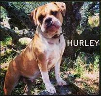 TBK'S AMERICAN HONEY HURLEY