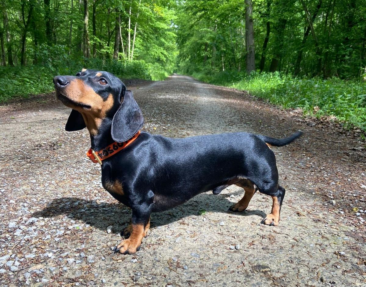 Yanosch vom Weigler Wald