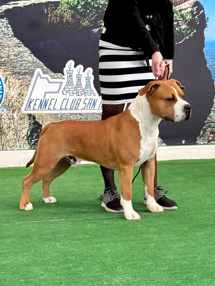 Forest Dragon GM Let's go Red Teddy