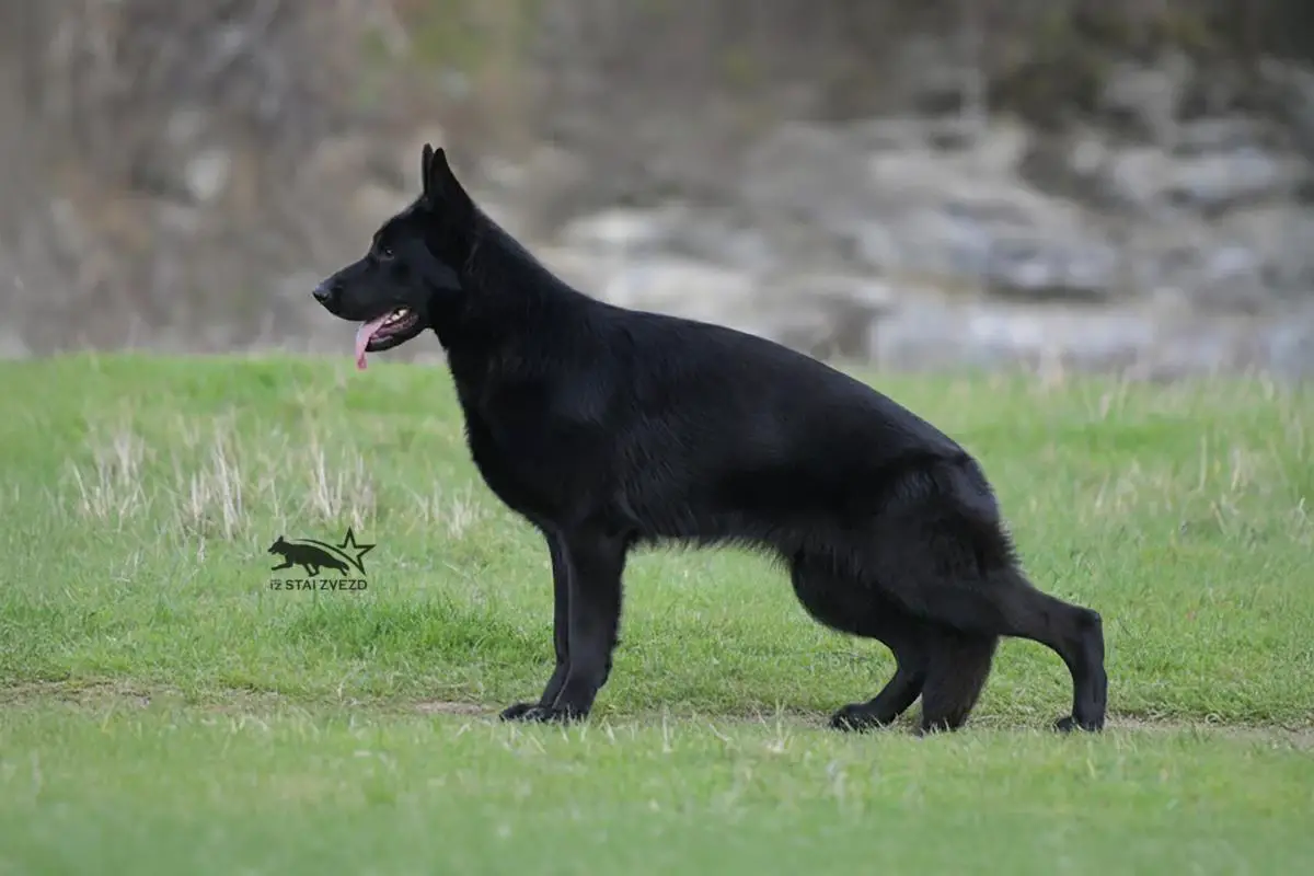 YUMBERRY iz Stai Zvezd