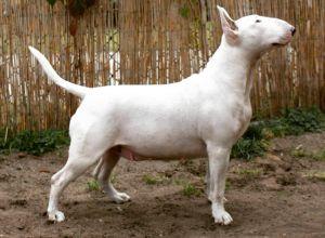	DREAM OF LOVE VIVAX CANIS